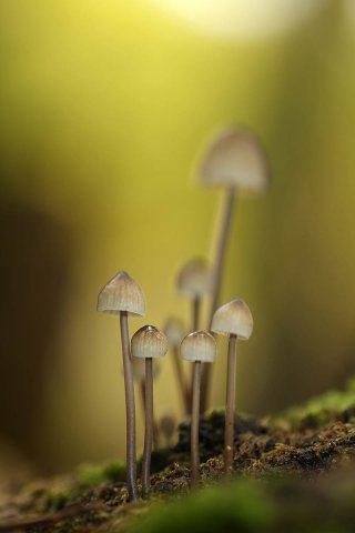 Mycena sp